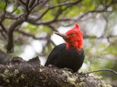 Magellanic woodpecker in Los Glaciares National Park, Argentina