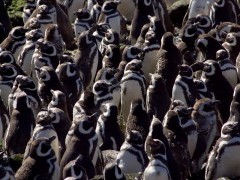 Magellanic penguin colony in Valdes Peninsula, Argentina