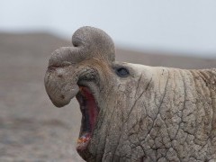 Elephant seal in Valdes Peninsula, Argentina