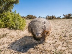 Big hairy armadillo in Patagonia, Argentina