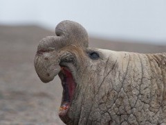 Southern elephant seal in Argentina