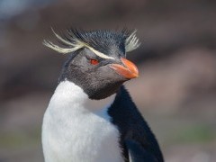 Rockhopper penguin in Argentina
