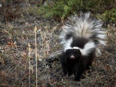 Patagonian hog-nosed skunk in Argentina