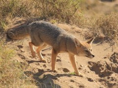 South American grey fox in Patagonia, Argentina