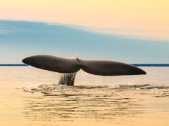 Southern right whale tail in Valdes Peninsula, Argentina