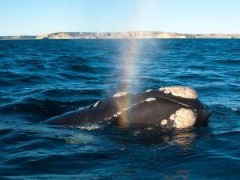 Southern right whale in Valdes Peninsula, Argentina