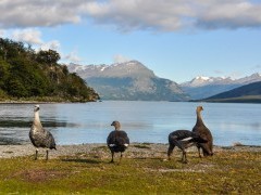 Tierra del Fuego in Argentina