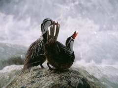 Torrent duck in Los Gaciares National Park, Argentina