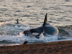 Orca in Valdes Peninsula, Argentina