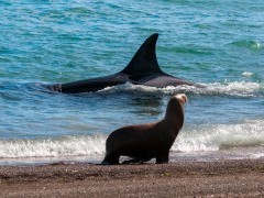 Orca & sea lion in Valdes Peninsula, Argentina