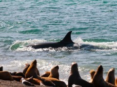 Orca & sea lion in Valdes Peninsula, Argentina