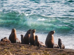 Sea lion in Valdes Peninsula, Argentina