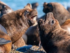 Sea lion in Valdes Peninsula, Argentina