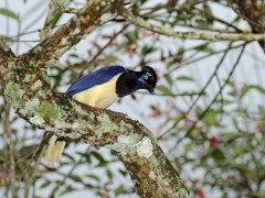 Plush crested jay near Iguazu, Argentina