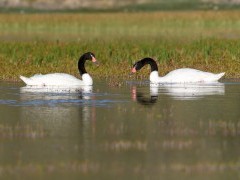 Black-necked swans in Torres del Paine National Park, Chile.