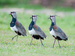 Lapwing southern plover in Brazil.