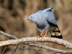 Adult crane hawk in Brazil.