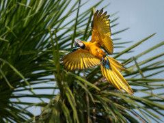 Blue-and-yellow macaw in Brazil.