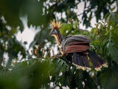 Hoatzin in Brazil.