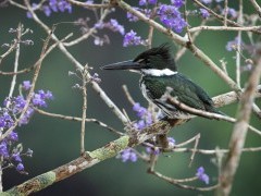 Amazon kingfisher in Brazil.