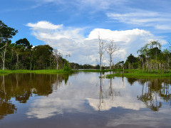 Amazon River and rainforest in Brazil