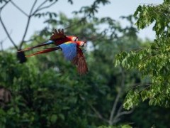 Scarlet macaws in the Amazon.