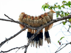 Guira cuckoo in Brazil.