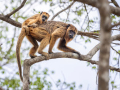 Black-and-gold howler monkey in Brazil.