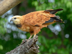 Black-collared hawk in Brazil.