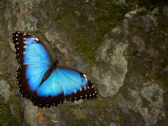 Blue morpho in Brazil