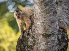 Tufted capuchin in Brazil.
