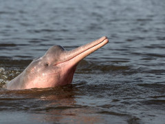 Boto Amazon river dolphin in Brazil