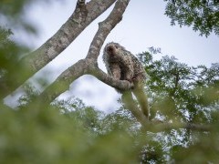 Brazilian porcupine in Brazil.