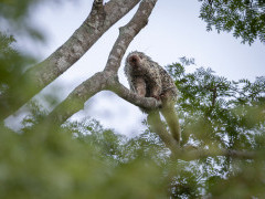 Brazilian porcupine in Brazil.