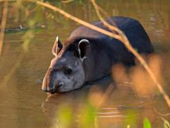 Brazilian tapir