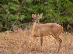Brocket deer in Brazil
