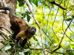 Brown capuchin in Brazil
