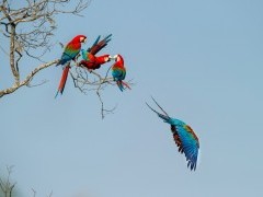 Red-and-green macaws in Buraco das Araras, Brazil.
