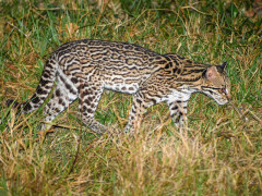 Ocelot in Brazil.