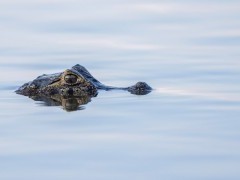 Caiman in Brazil.