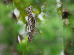 Common potoo in Brazil.