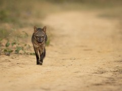 Crab-eating fox in Brazil.