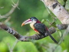 Curl-crested aracari in Brazil.
