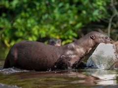 Giant river otter in Brazil.