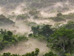 Mist over lowland Amazon Rainforest in Brazil.