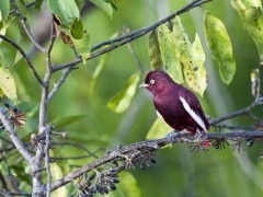 Pompadour cotinga in Brazil.