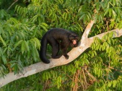 Red-nosed saki monkey near Cristalino Jungle Lodge in Brazil.