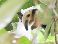 Southern tamandua near Cristalino Jungle Lodge in Brazil.