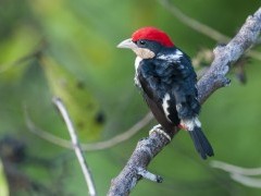 Black-girdled barbet in Brazil.