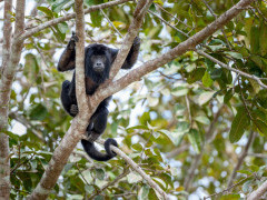 Howler monkey in Brazil.